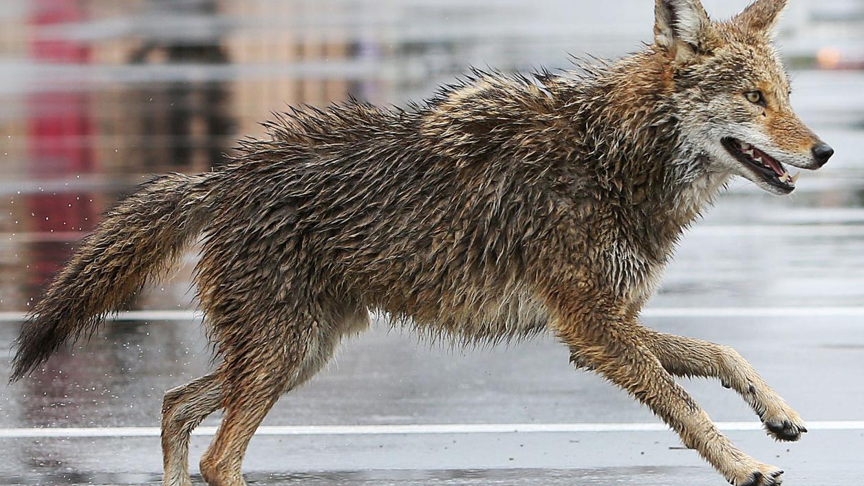 Reports of coyote being aggressive toward cyclists along The Loop